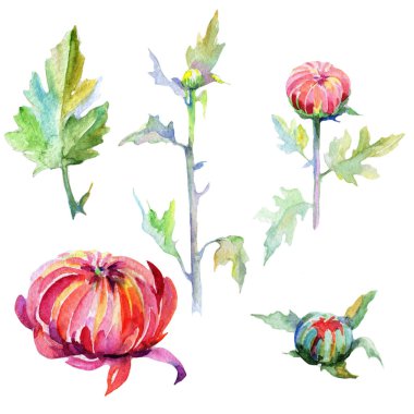 Kır çiçeği Kasımpatı çiçeği izole bir suluboya tarzında.