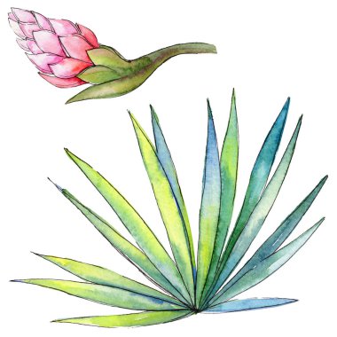 Bir suluboya tarzında izole tropikal bitki.