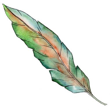 Bir suluboya tarzında izole tropikal bitki.