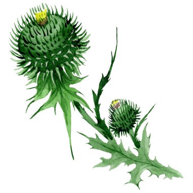 Kır çiçeği thistle çiçek izole bir suluboya tarzında.