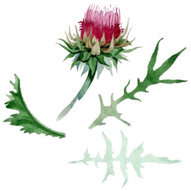 Kır çiçeği thistle çiçek izole bir suluboya tarzında.