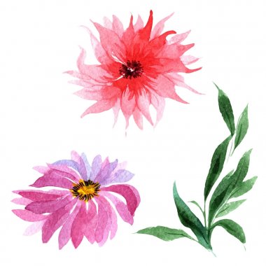 Kır çiçeği aster çiçek izole bir suluboya tarzında.