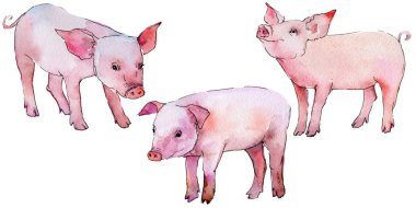 Domuz vahşi hayvan izole bir suluboya tarzında.