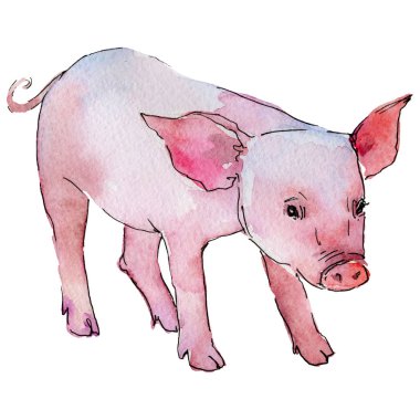 Domuz vahşi hayvan izole bir suluboya tarzında.