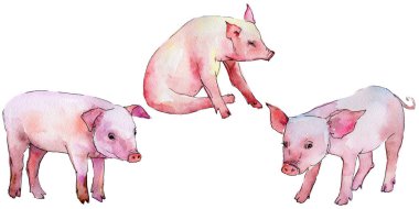 Domuz vahşi hayvan izole bir suluboya tarzında.