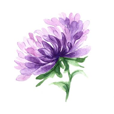 Kır çiçeği aster çiçek izole bir suluboya tarzında.