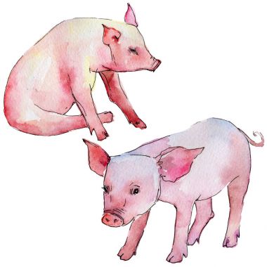 Domuz vahşi hayvan izole bir suluboya tarzında.