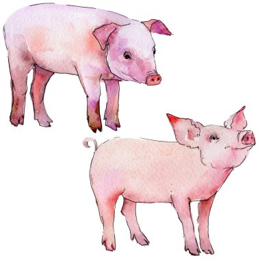 Domuz vahşi hayvan izole bir suluboya tarzında.