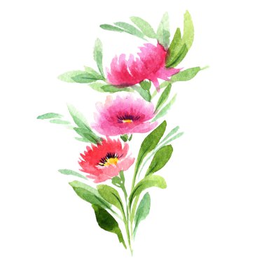 Kır çiçeği aster çiçek izole bir suluboya tarzında.