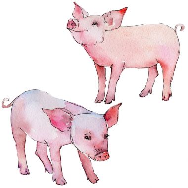 Domuz vahşi hayvan izole bir suluboya tarzında.