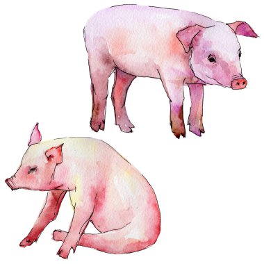 Domuz vahşi hayvan izole bir suluboya tarzında.