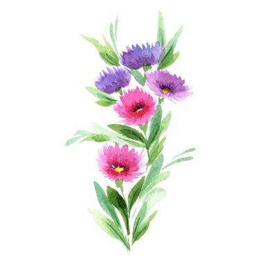 Kır çiçeği aster çiçek izole bir suluboya tarzında.