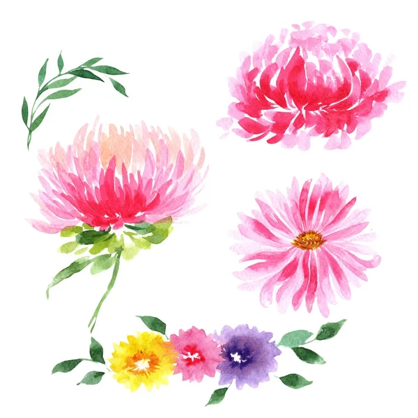 Wildblume Aster Blume in einem Aquarell-Stil isoliert. — Stockfoto