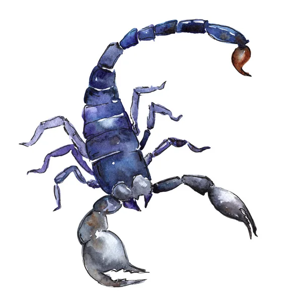 Exotické scorpion divoký hmyz ve stylu akvarelu, samostatný. — Stock fotografie