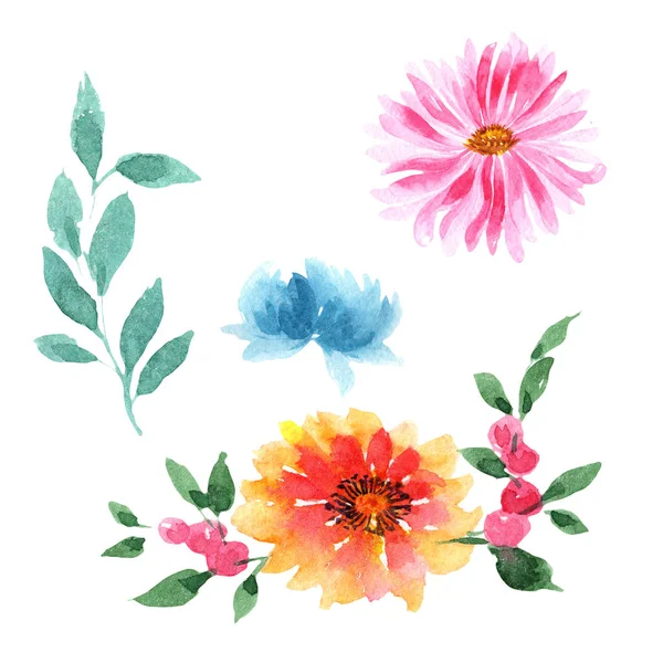 Wildblume Aster Blume in einem Aquarell-Stil isoliert. — Stockfoto