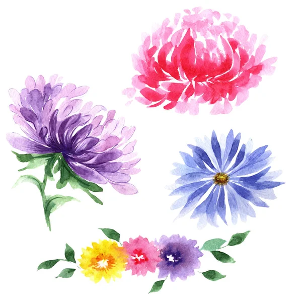 Wildblume Aster Blume in einem Aquarell-Stil isoliert. — Stockfoto
