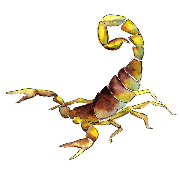 Экзотические скорпионы дикие насекомые в акварельном стиле изолированы
.