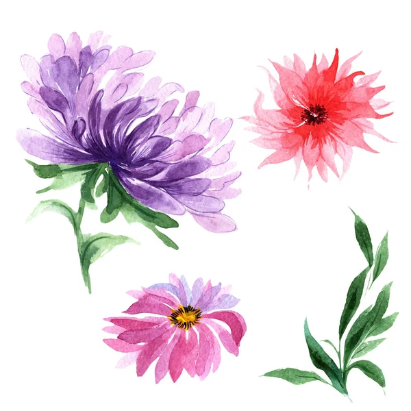 Wildblume Aster Blume in einem Aquarell-Stil isoliert. — Stockfoto