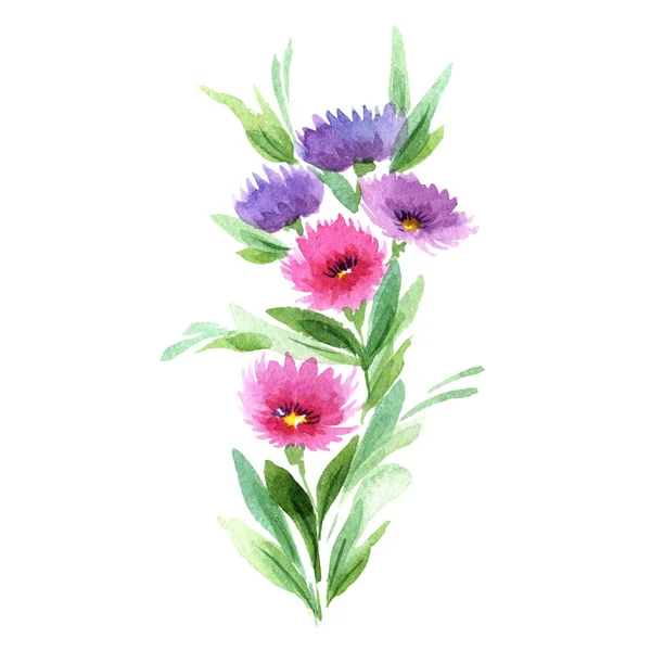 Wildblume Aster Blume in einem Aquarell-Stil isoliert. — Stockfoto