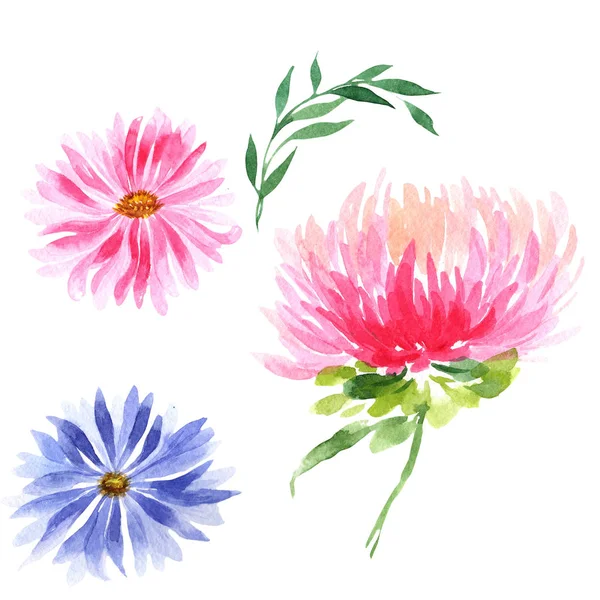 Wildflower aster flower in a watercolor style isolated. — Stock Photo, Image