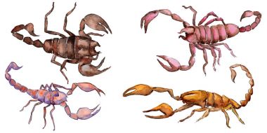 Egzotik Akrep vahşi böcek izole bir suluboya tarzında.