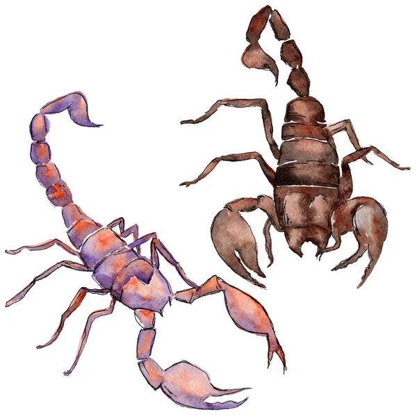 Insecte sauvage scorpion exotique dans un style aquarelle isolé . — Photo