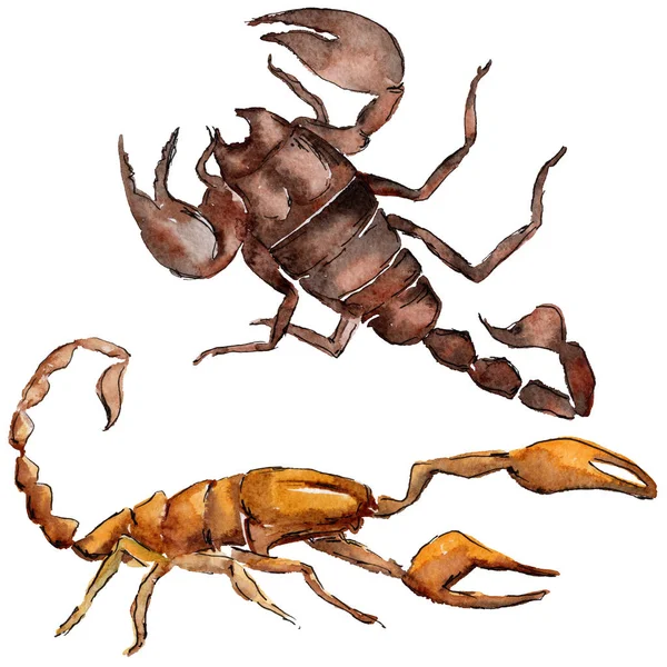 异国情调的蝎子野生昆虫在水彩风格孤立. — 图库照片