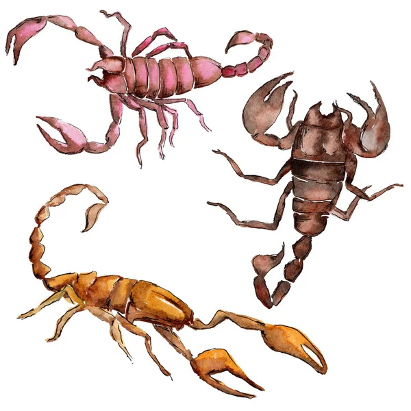 Egzotikus Skorpió vadon élő rovarok elszigetelt akvarell stílusú. — Stock Fotó