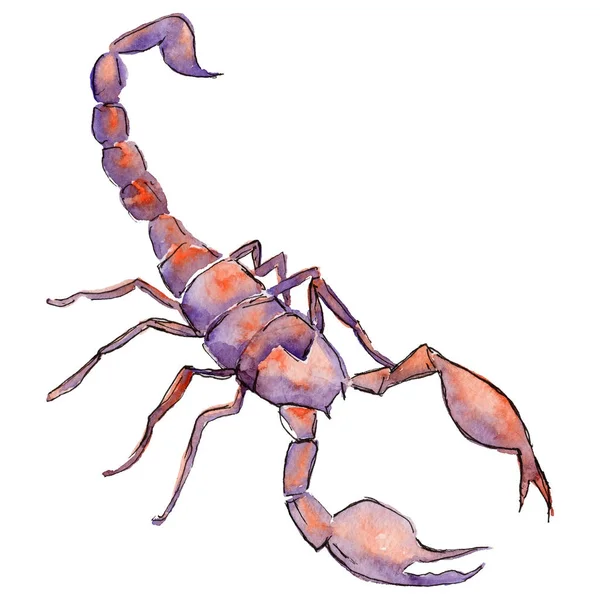 Dziki owadów egzotycznych scorpion w stylu przypominającym akwarele na białym tle. — Zdjęcie stockowe
