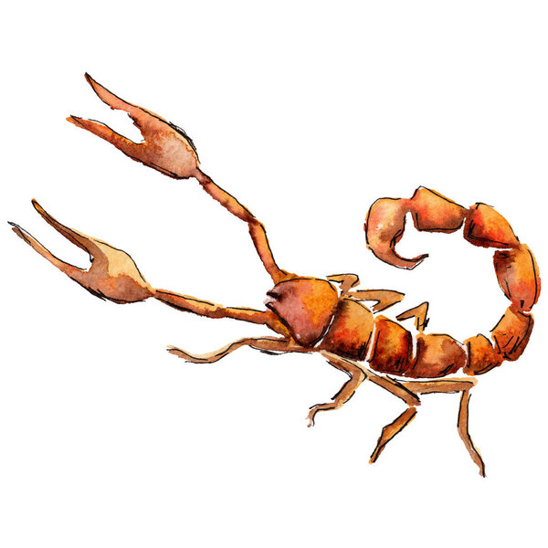 Экзотические скорпионы дикие насекомые в акварельном стиле изолированы
.