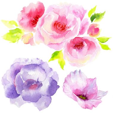 Kır çiçeği eustoma çiçek izole bir suluboya tarzında.