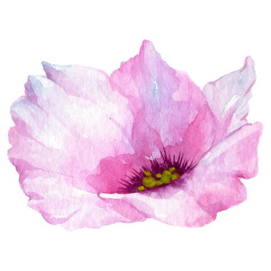 Kır çiçeği eustoma çiçek izole bir suluboya tarzında.