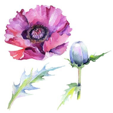 suluboya tarzında haşhaş çiçek