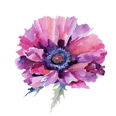 suluboya tarzında haşhaş çiçek