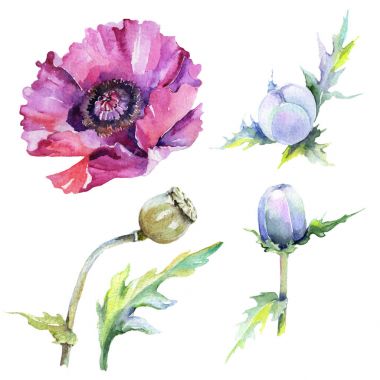 suluboya tarzında haşhaş çiçek