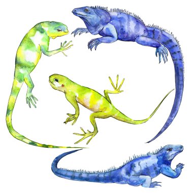 Suluboya tarzında egzotik Iguana 