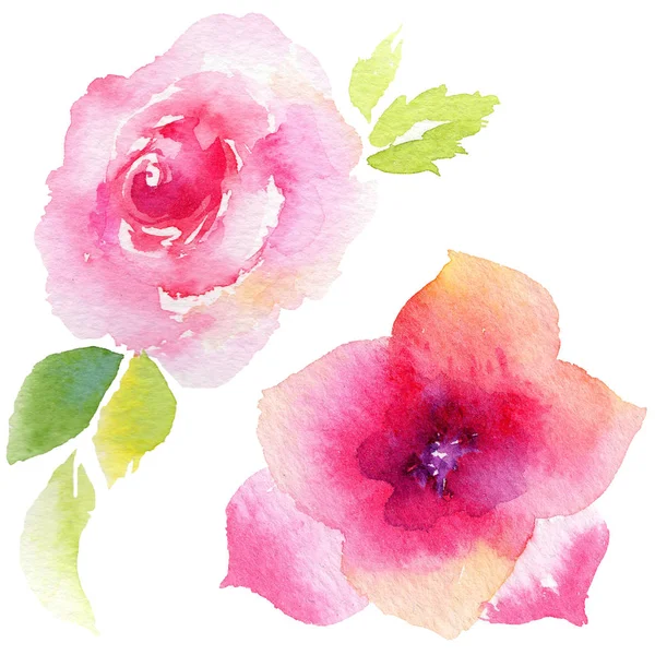 Wildflower eustoma flower in a watercolor style isolated. — Stock Photo, Image