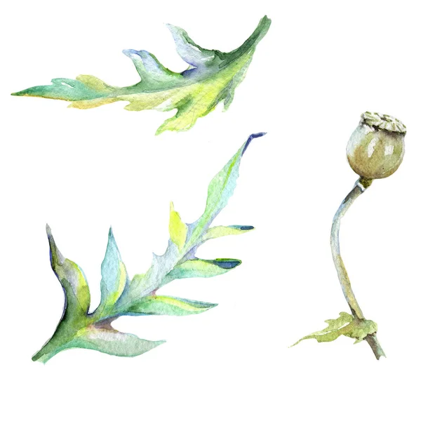 Flor de amapola en un estilo de acuarela —  Fotos de Stock