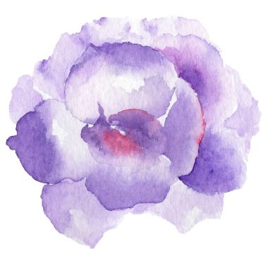 Kır çiçeği eustoma çiçek izole bir suluboya tarzında.