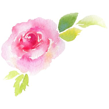 Kır çiçeği eustoma çiçek izole bir suluboya tarzında.