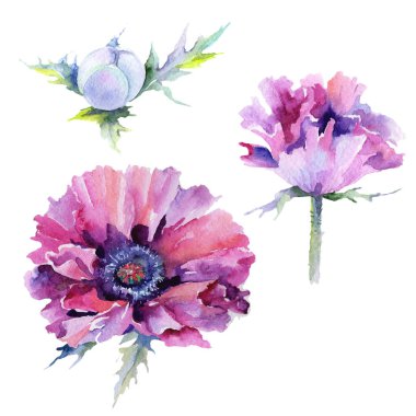 suluboya tarzında haşhaş çiçek