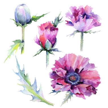 suluboya tarzında haşhaş çiçek