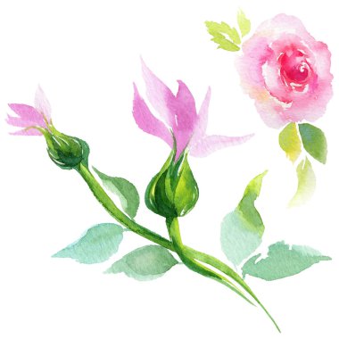 Kır çiçeği eustoma çiçek izole bir suluboya tarzında.