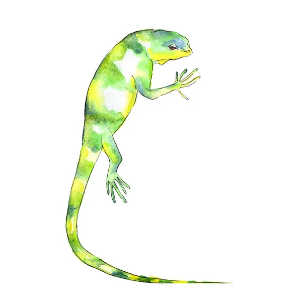 Eksotik iguana dalam gaya cat air — Stok Foto
