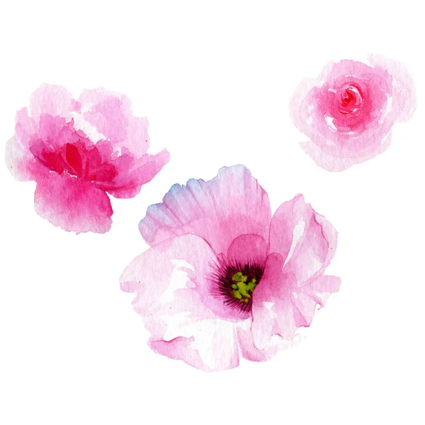 Fiore selvatico fiore eustoma in uno stile ad acquerello isolato . — Foto Stock