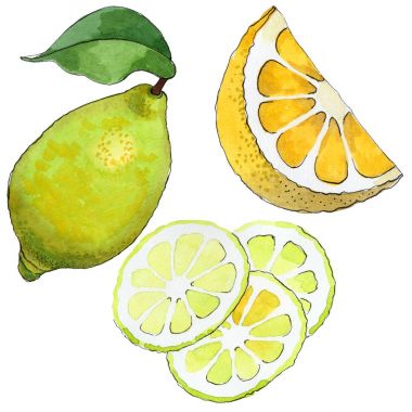 Egzotik limon yabani meyve izole bir suluboya tarzında.