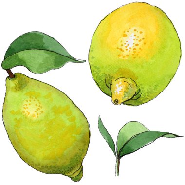 Egzotik limon yabani meyve izole bir suluboya tarzında.