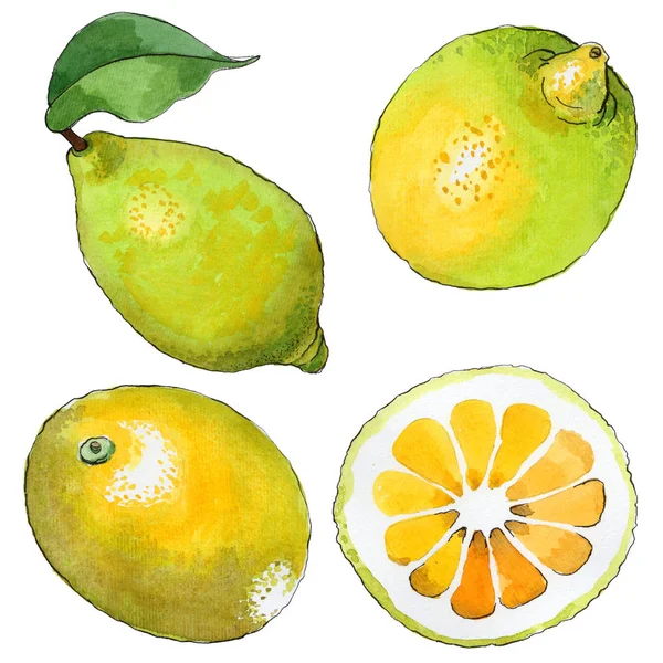 Exotický citrón divoké ovoce ve stylu akvarelu, samostatný. — Stock fotografie