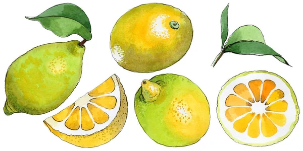 Frutta selvatica esotica al limone in uno stile acquerello isolato . — Foto Stock