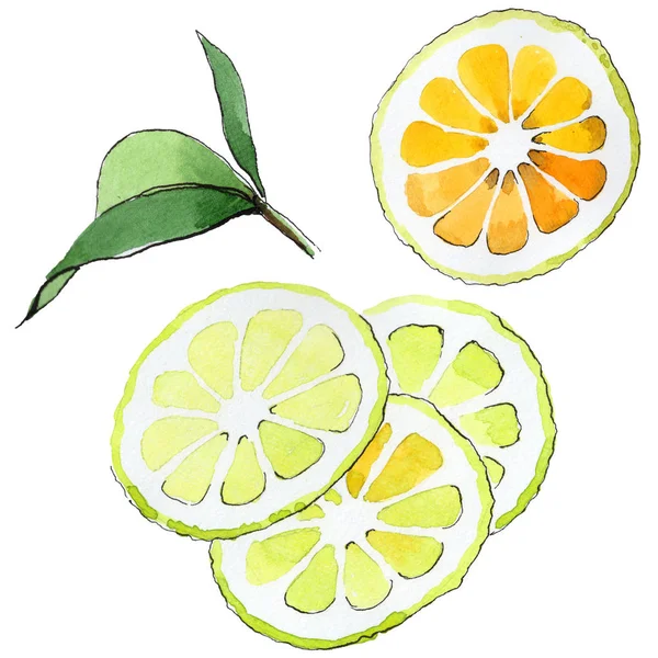 Exotic lemon wild fruit in a watercolor style isolated. — Stock Photo, Image